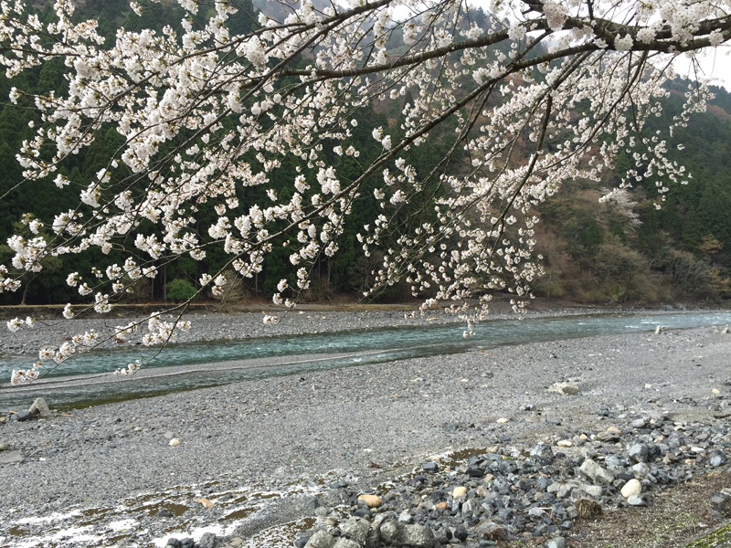 朽木桜2015041101